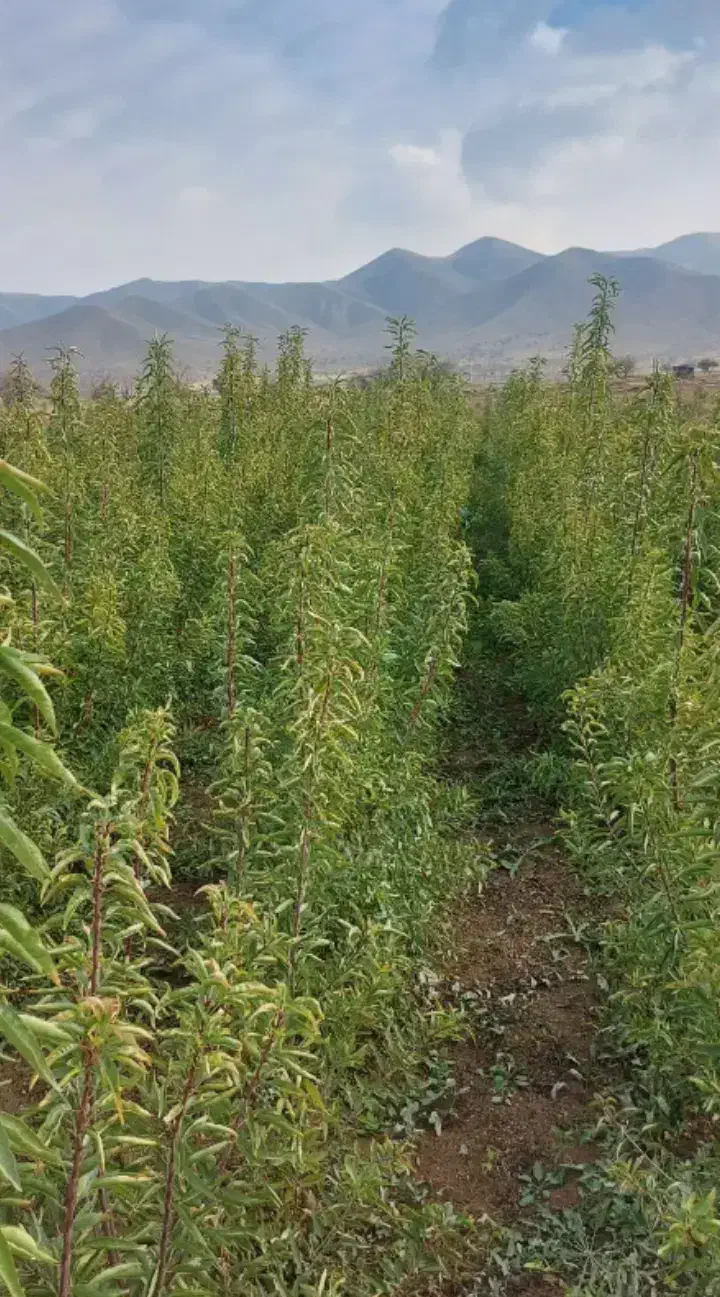 فروش نهال پاییزه تحویل سر خزانه گناباد|گل و گیاه طبیعی|گناباد, |دیوار