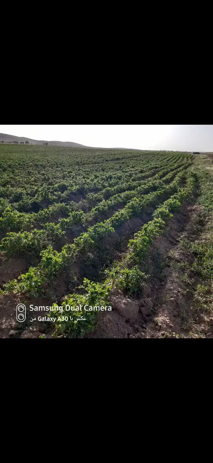 اجاره چاه آب با ،زمین|اجارهٔ دفتر صنعتی، کشاورزی، تجاری|فرمهین, |دیوار