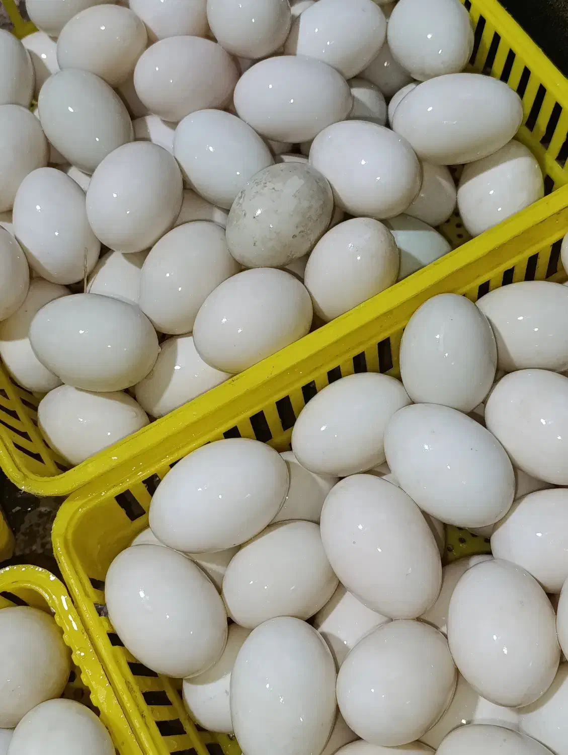 فروش تخم اردک محلی خوراکی|خوردنی و آشامیدنی|بابل, |دیوار