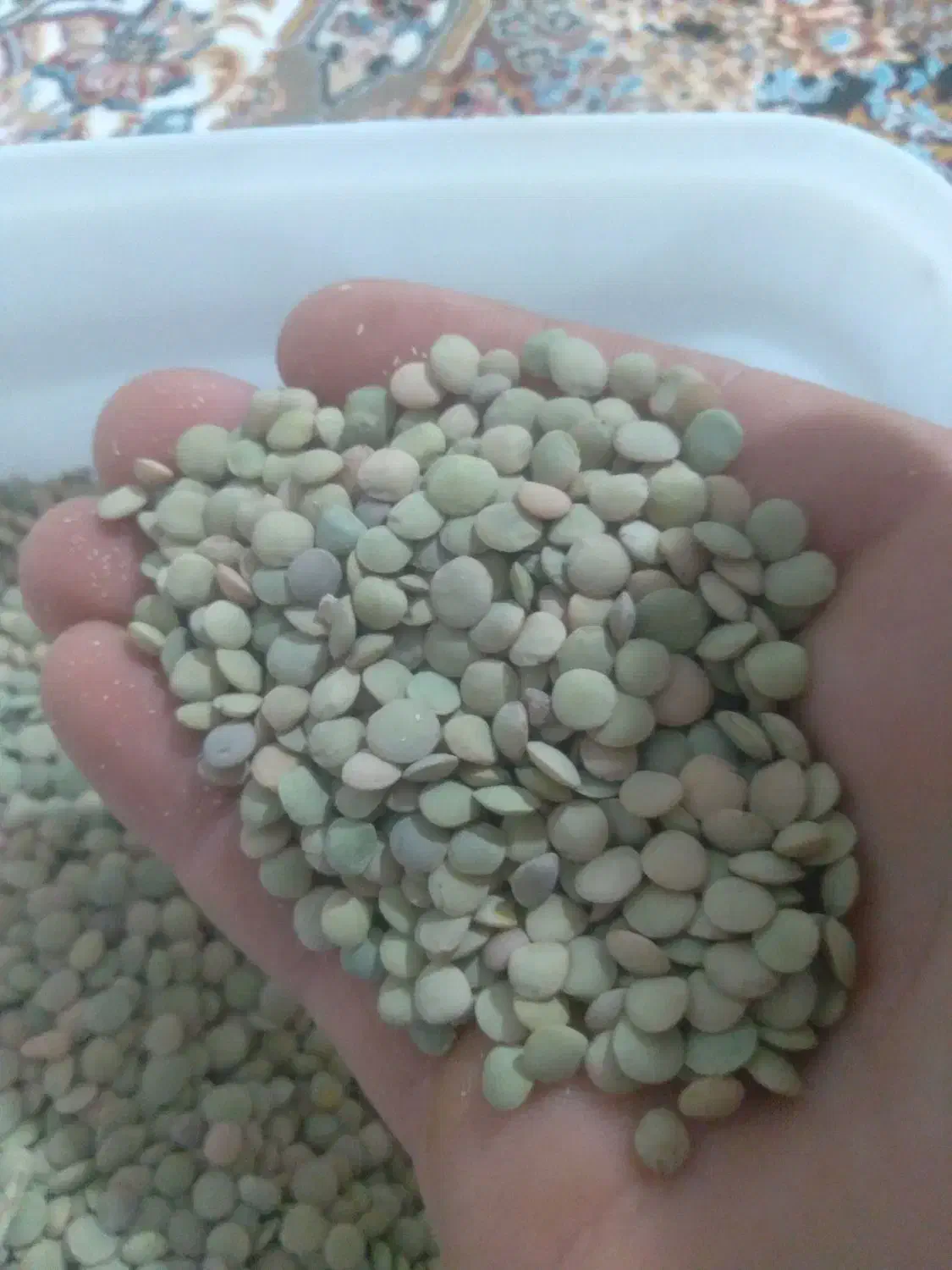 عدس|خوردنی و آشامیدنی|بزینه رود, |دیوار