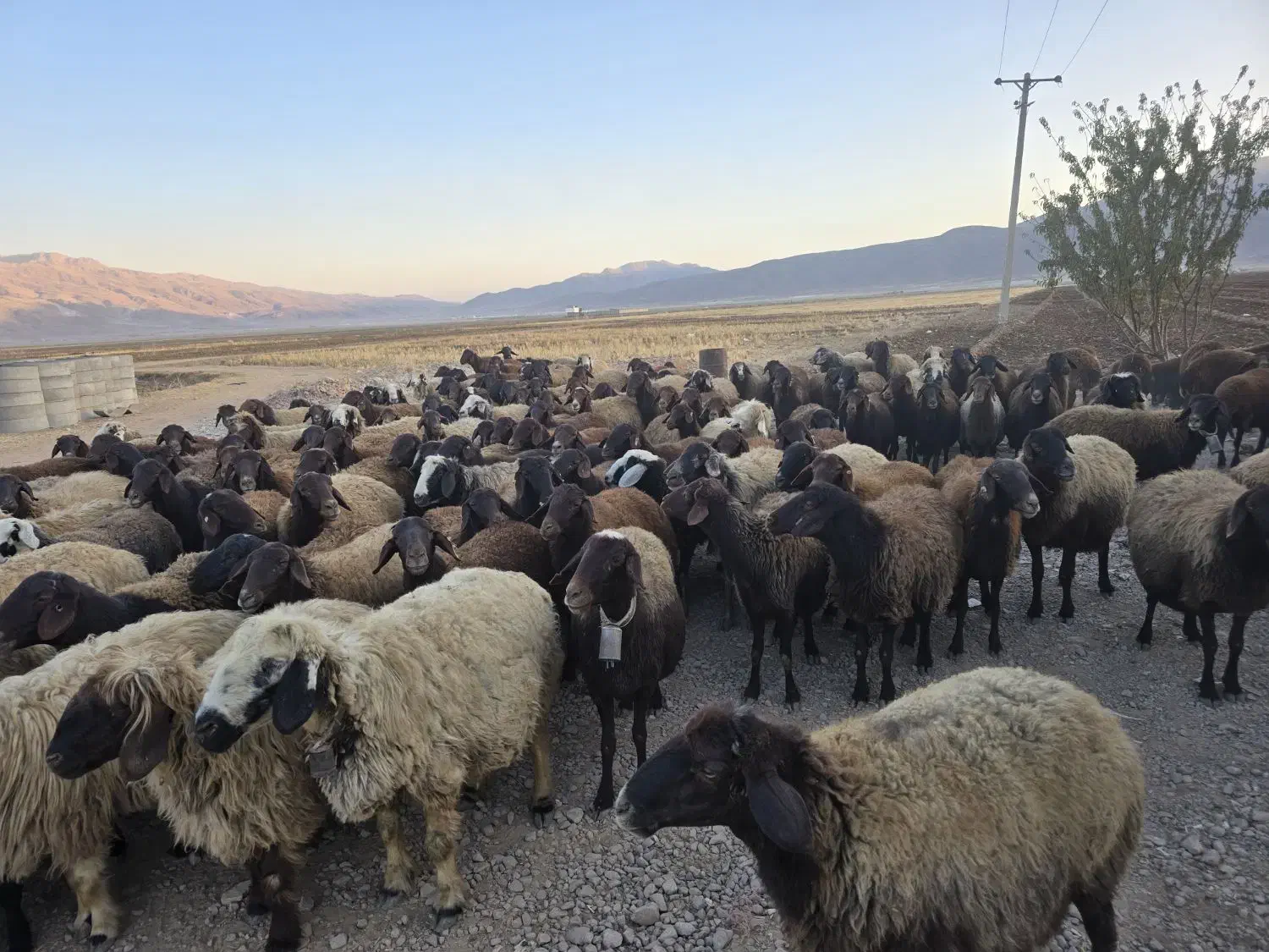 میش افشاری|حیوانات مزرعه|خانمیرزا, |دیوار