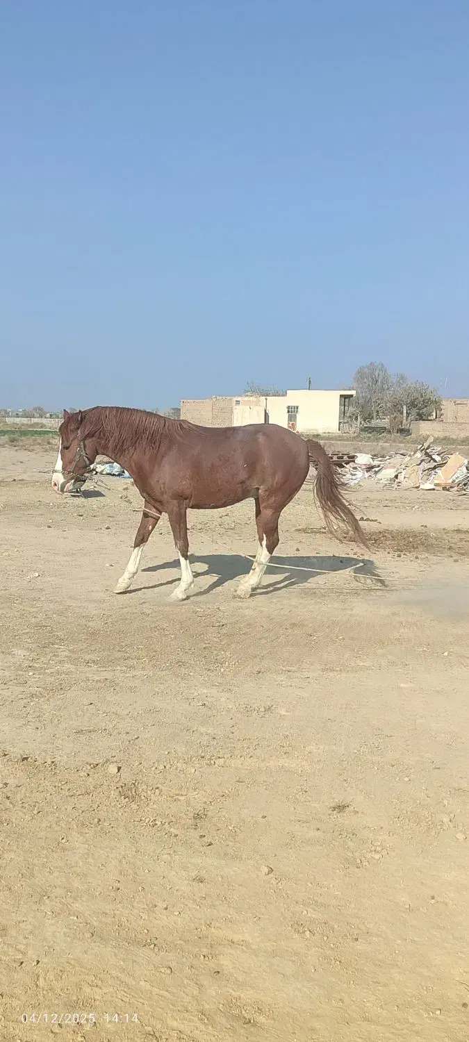 اسب فروشی|اسب و تجهیزات اسبسواری|قم, جمکران|دیوار