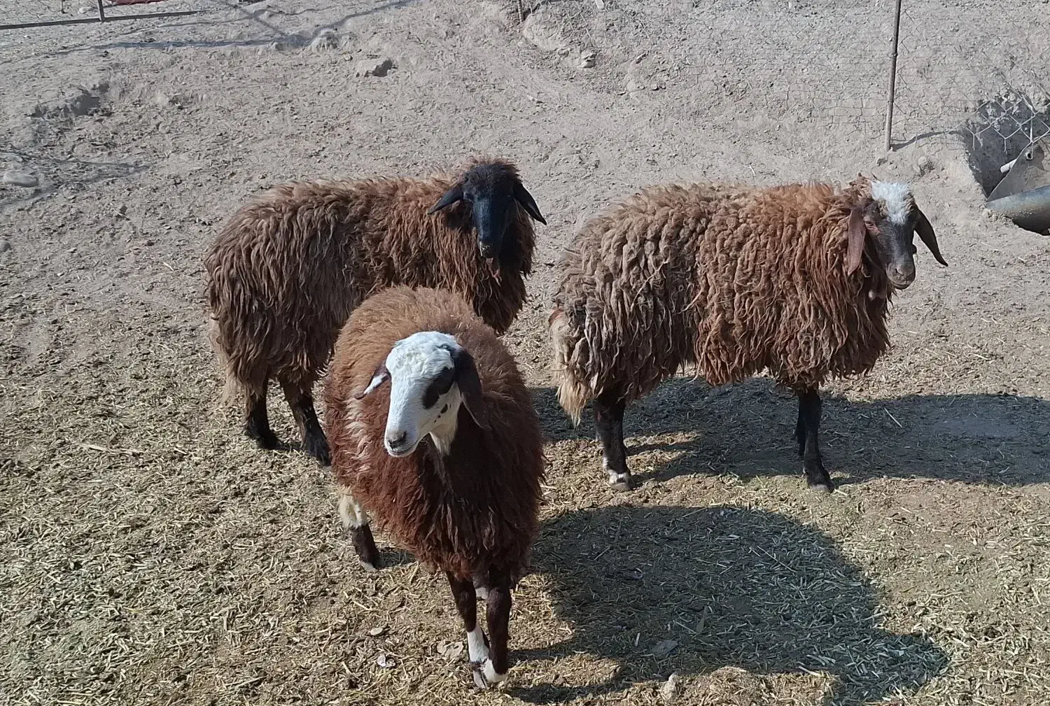 3 راس کاور ماده افشاری دره شهر|حیوانات مزرعه|دره شهر, |دیوار