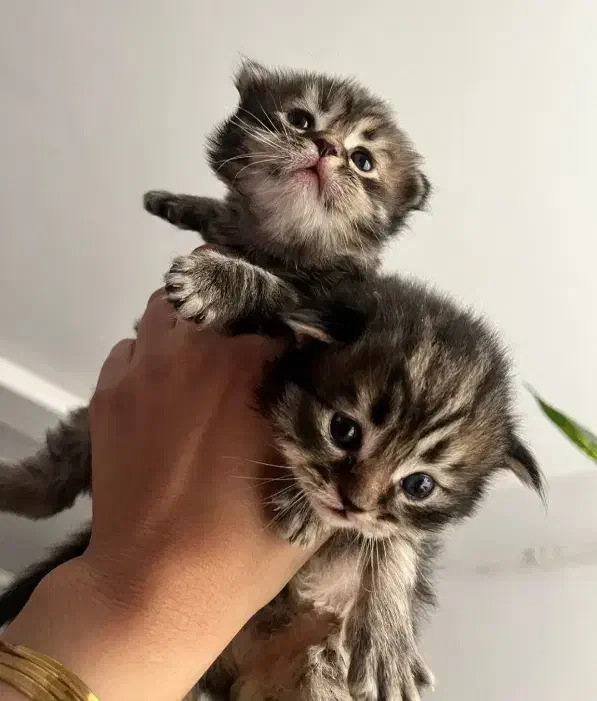 اسکاتیش چینچیلاهای شکلاتی|گربه|قم, باسکول|دیوار