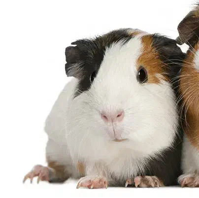 حیوون خونگی|موش و خرگوش|تربت‌حیدریه, نواب صفوی|دیوار