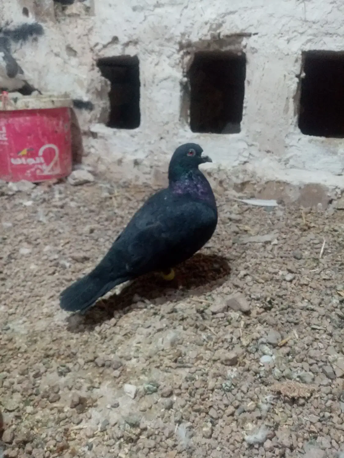 کفتر|پرنده|تایباد, |دیوار