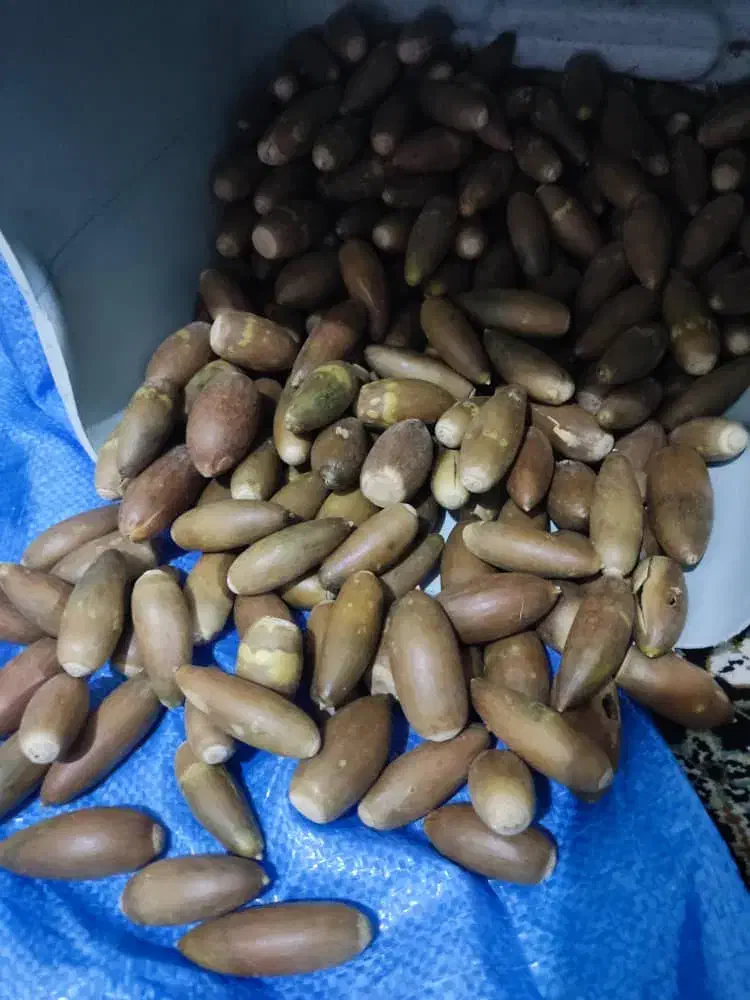 بلوط سرحد ویژه ی دام|لوازم جانبی حیوانات|دهدشت, |دیوار