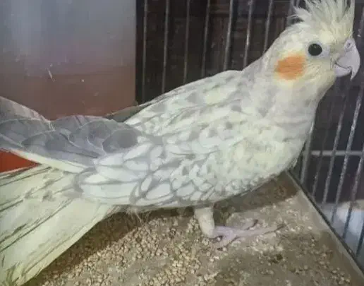 تخفیف ویژه|پرنده|کرمان, |دیوار