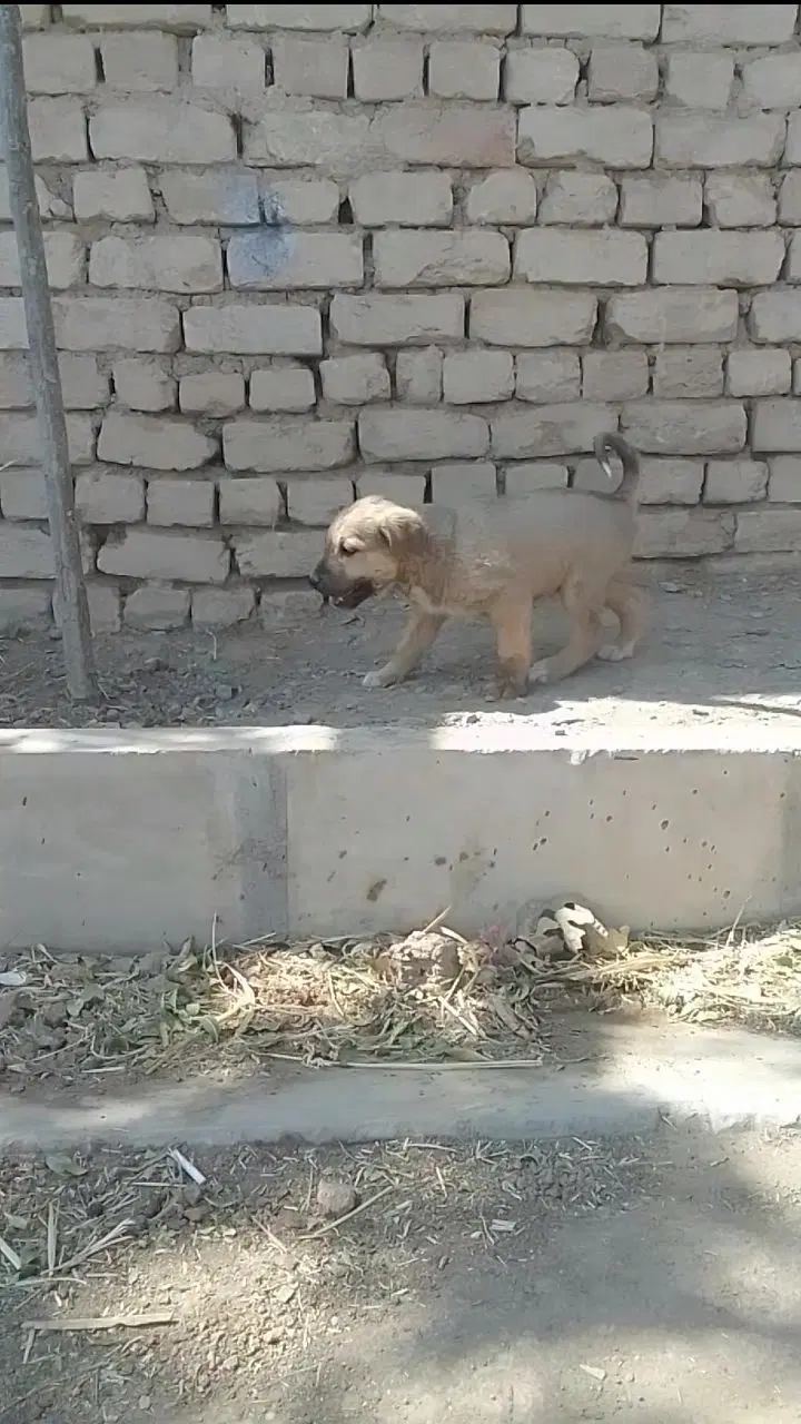 سگ..|سگ|اراک, |دیوار