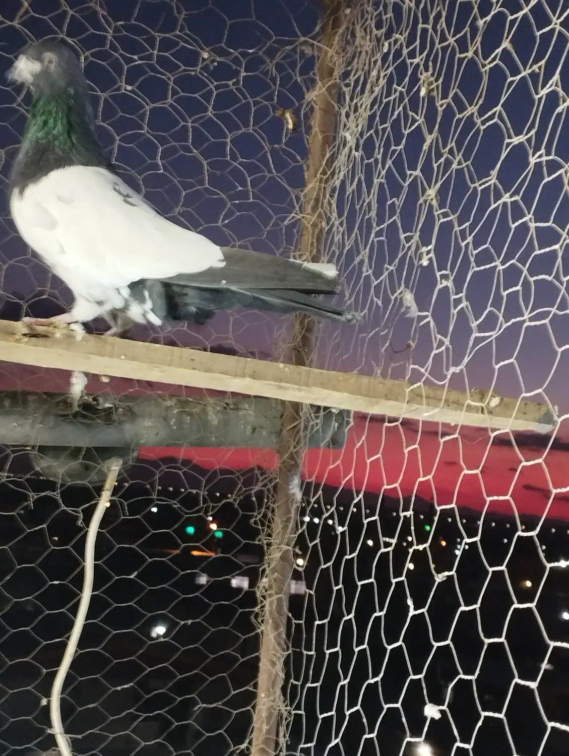 کله دم قلدور|پرنده|کبودرآهنگ, |دیوار