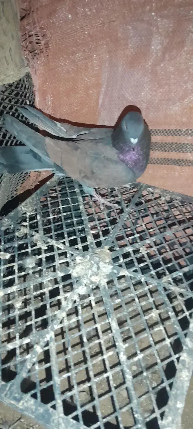 فروش ۳تا تهرانی|پرنده|دهلران, |دیوار