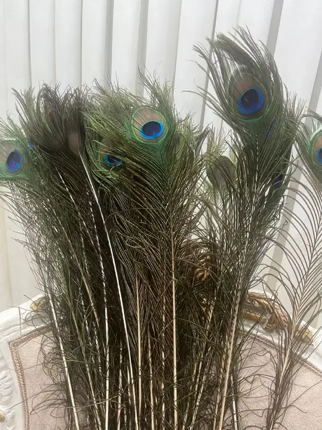 پرطاووس اصل|پرنده|مشهد, جانباز|دیوار