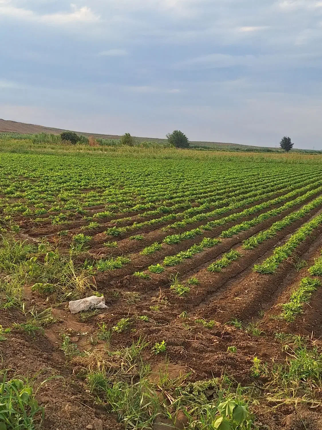 اجاره زمین زراعی بخش هفت|اجارهٔ دفتر صنعتی، کشاورزی، تجاری|پارسآباد, |دیوار