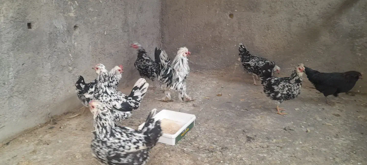 مرغ گلین|حیوانات مزرعه|لاران, |دیوار