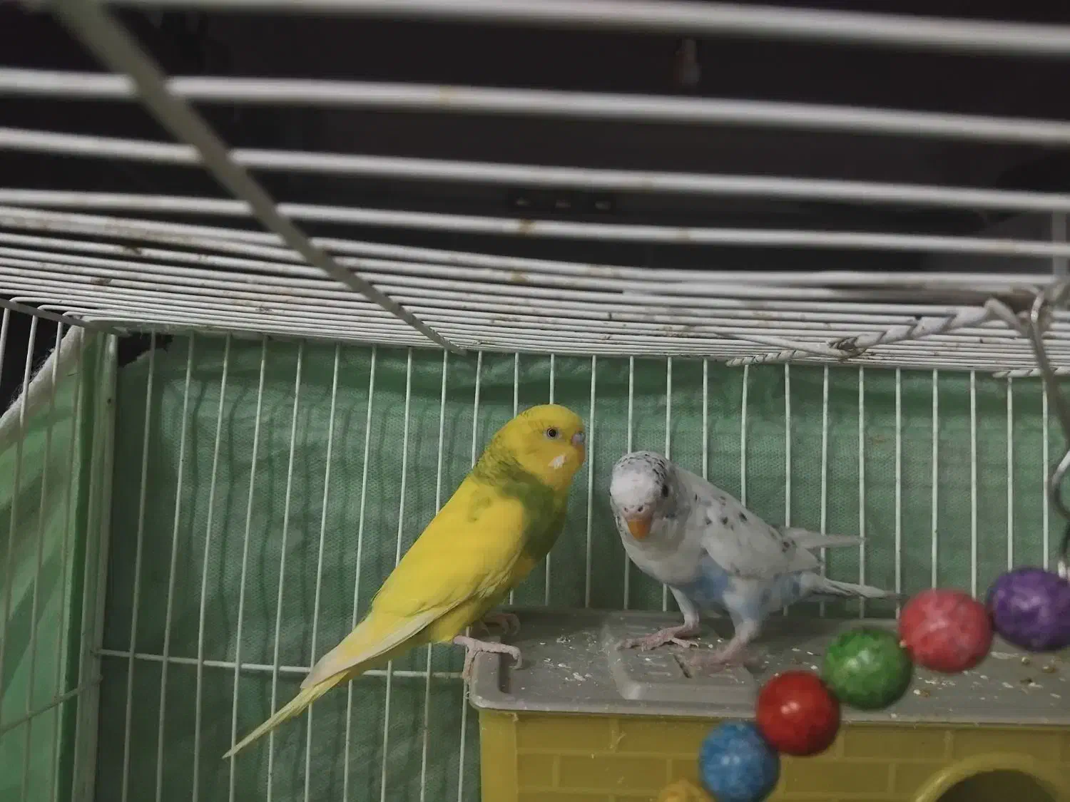 مرغ عشق زیبا|پرنده|تربت جام, خیرآباد|دیوار