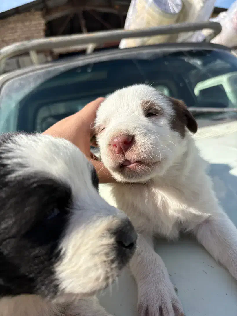 واگذاری سگ|سگ|رودهن, |دیوار