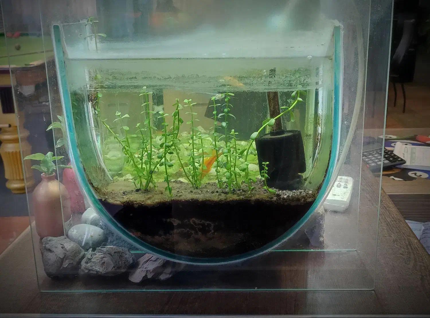 آکواریوم به همراه قرنطینه و کلیه لوازم|ماهی|نور, |دیوار