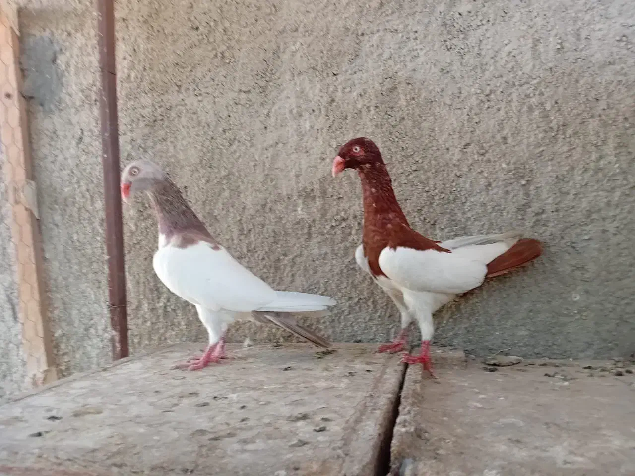 یهودی دنش|پرنده|شیراز, گویم|دیوار