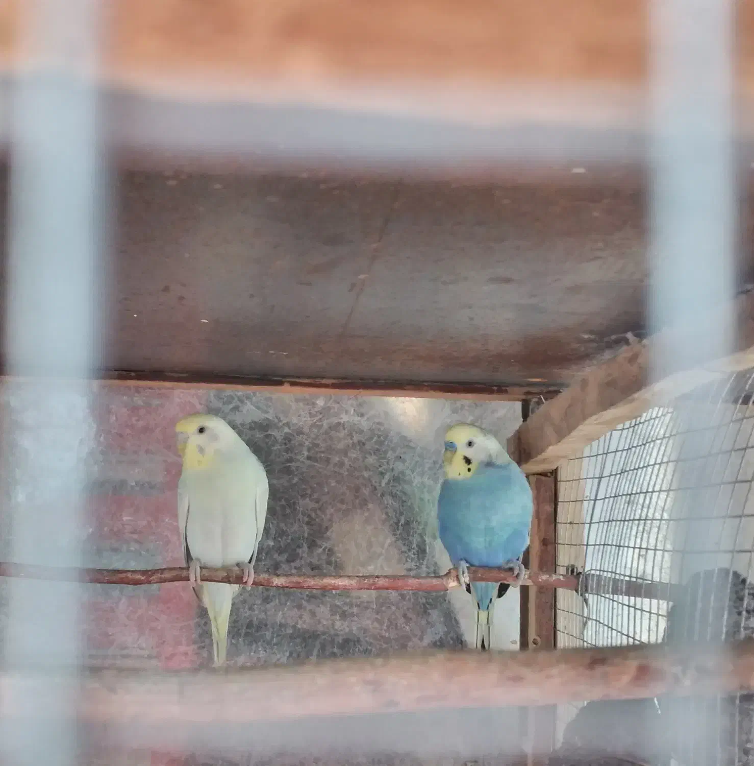 فروش دو جفت مرغ عشق بالغ|پرنده|ابهر, |دیوار