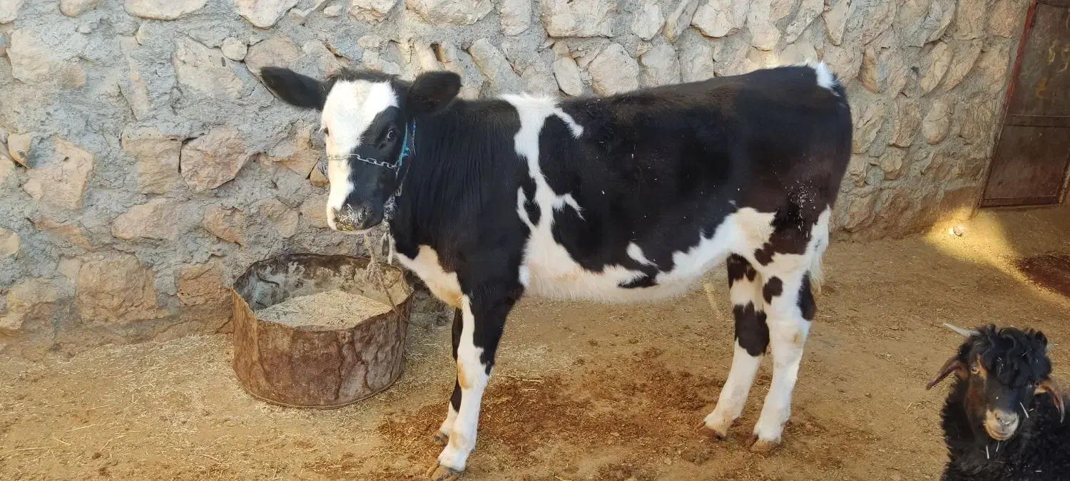 گوساله ماده سیمینتال|حیوانات مزرعه|گوآور, |دیوار