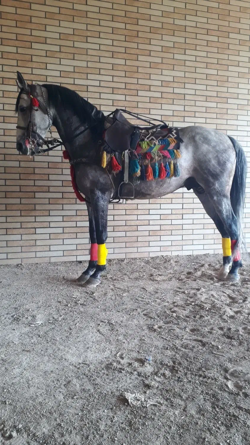 نریان کرد|اسب و تجهیزات اسبسواری|الوند, |دیوار