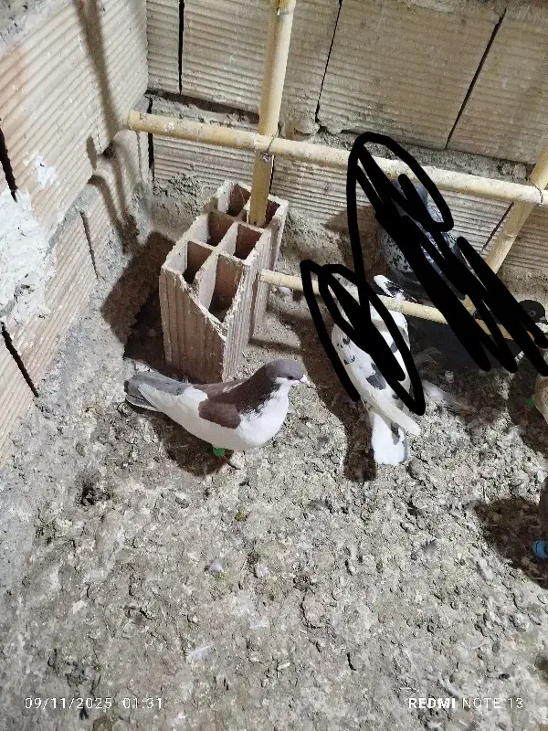 کبوتر پرشی|پرنده|جغتای, |دیوار