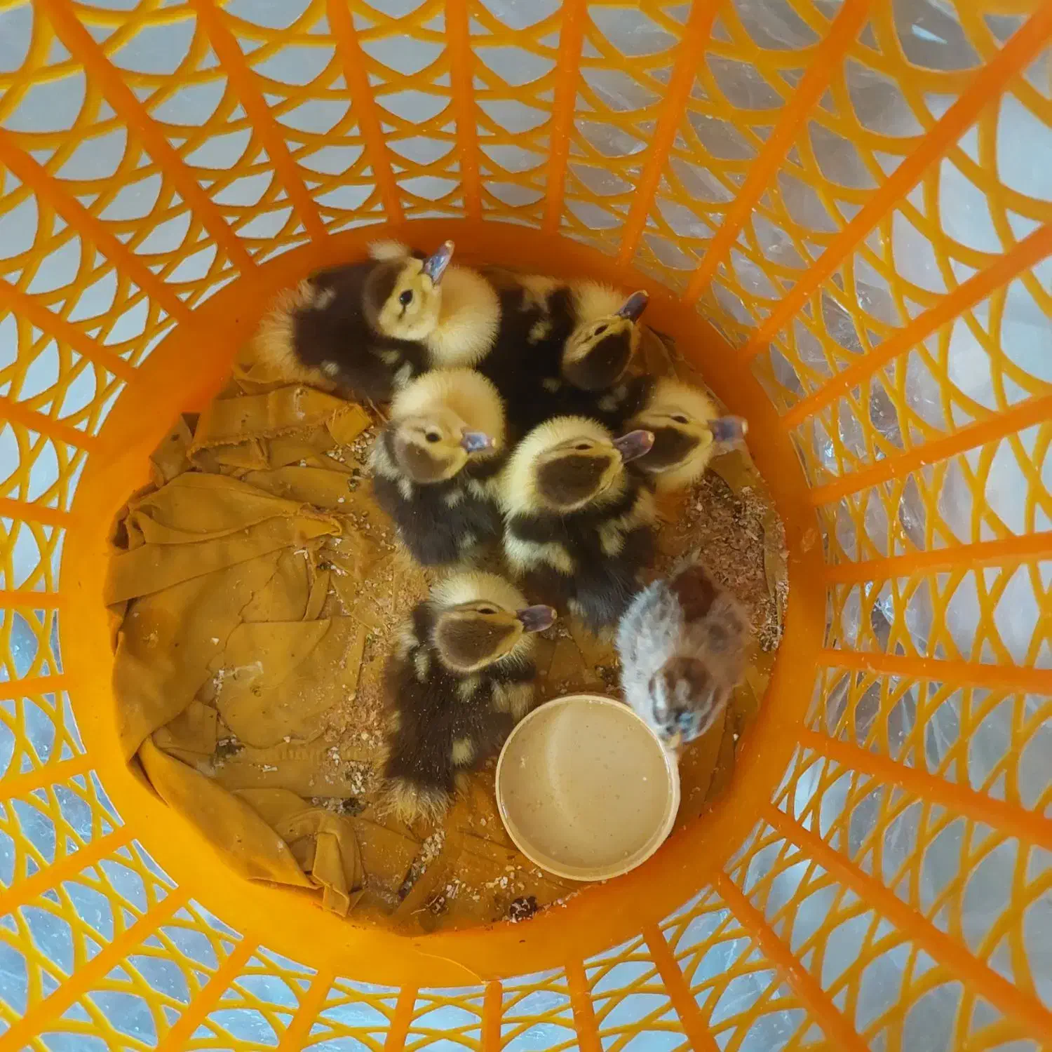 جوجه اردک اسراییلی روسی،تخم مرغ محلی،تخم بوقلمون|حیوانات مزرعه|اصفهان, ارغوانیه|دیوار