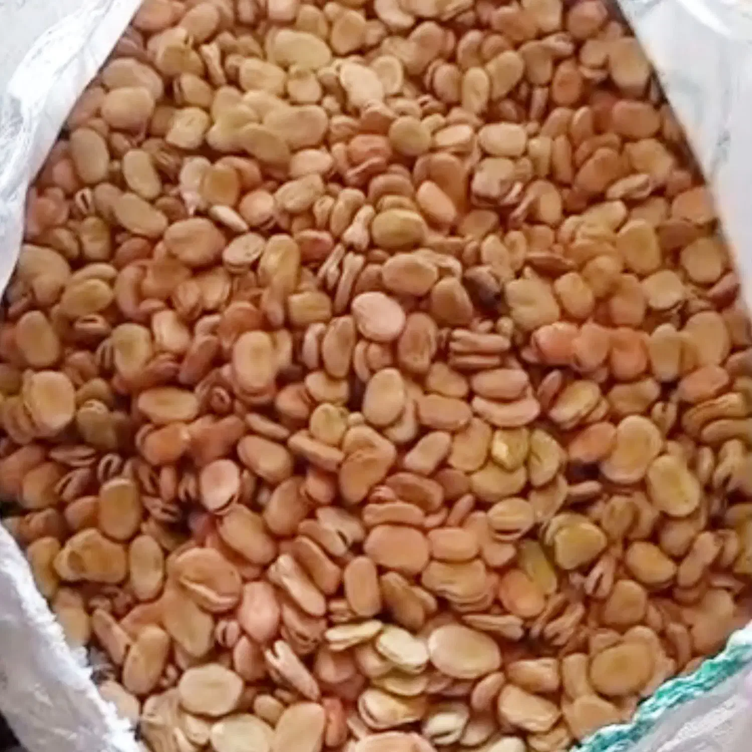 تیم باقلا با بهترین کیفیت و کاشتن هفت بند  هشت بند|عمده‌فروشی|چرام, |دیوار