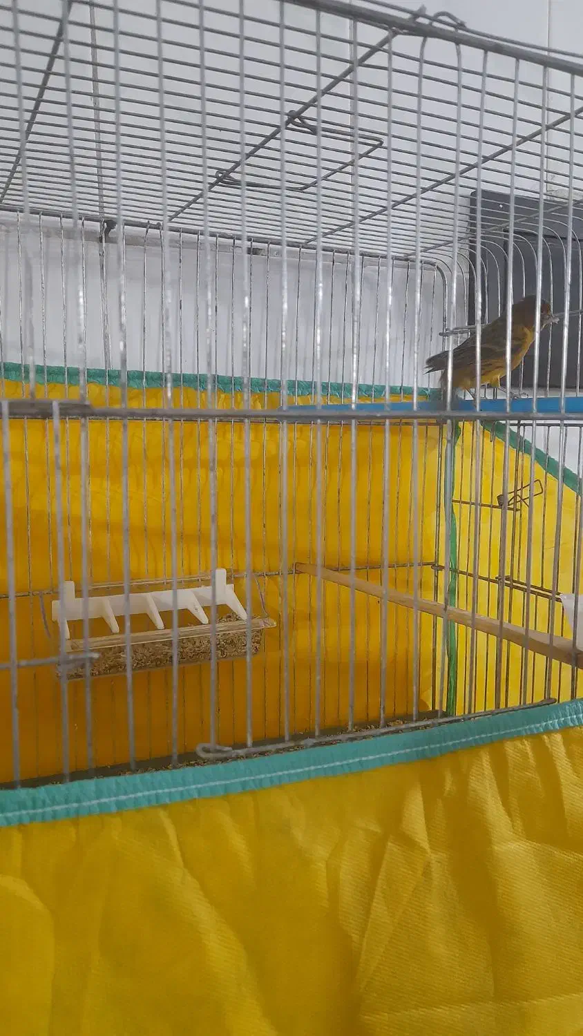 قناری|پرنده|دهگلان, |دیوار