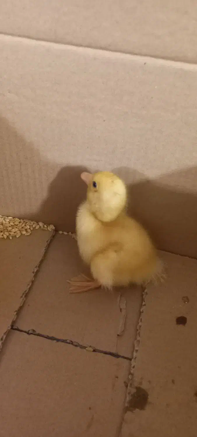 اردک|حیوانات مزرعه|مسجد سلیمان, |دیوار