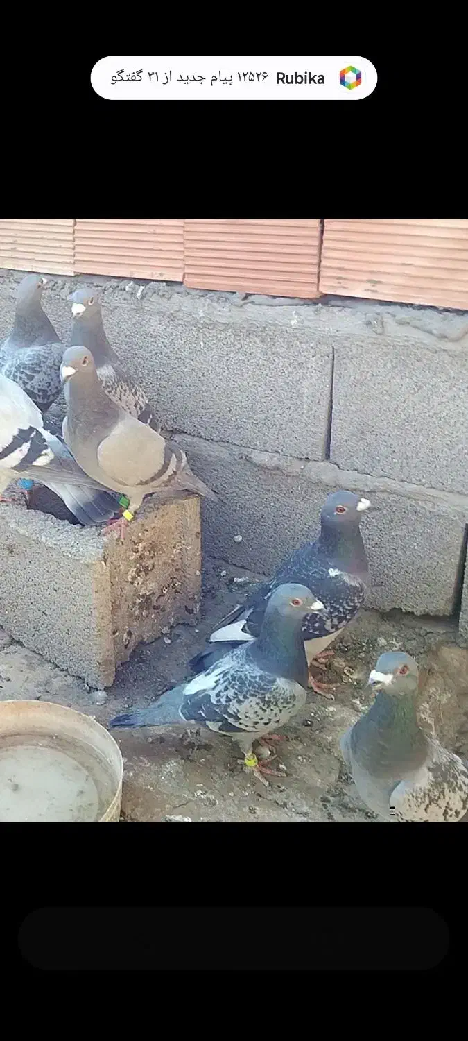 کبوتر پلاکی|پرنده|کرمان, |دیوار