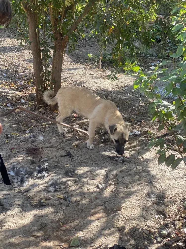 سگ پاکوتاه مفت مفت|سگ|سنگدوین, |دیوار