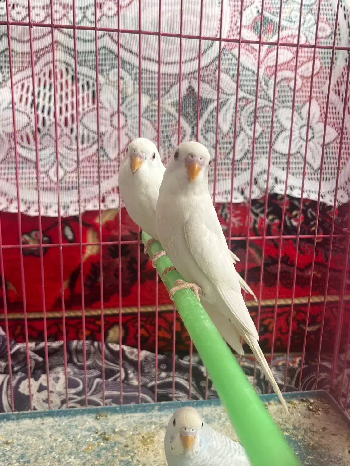 مرغ عشق سفید هلندی چشم قرمز وآبی کمرنگ(رنگ خاص)|پرنده|استهبان, |دیوار