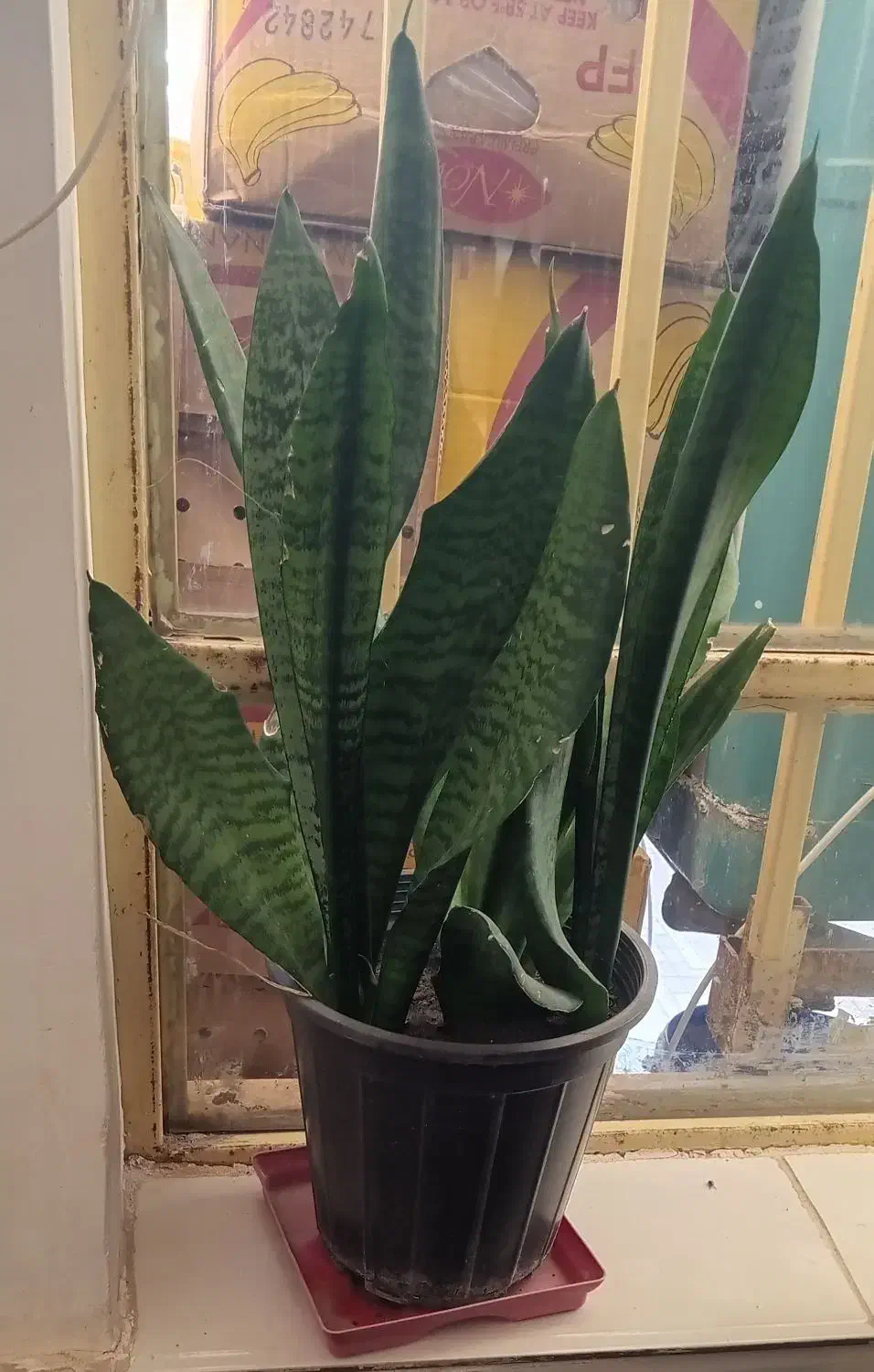 گل طبیعی|گل و گیاه طبیعی|نیشابور, شهرک رسولی|دیوار