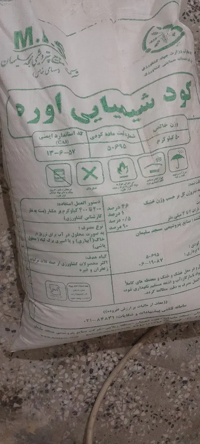 کوت سفیده دانه ریز|گل و گیاه طبیعی|اندیمشک, |دیوار
