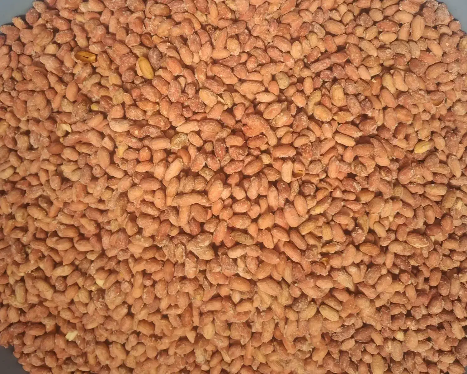 بادام زمینی ترد خوشمزه هم عمده هم خرده|خوردنی و آشامیدنی|پارسآباد, |دیوار