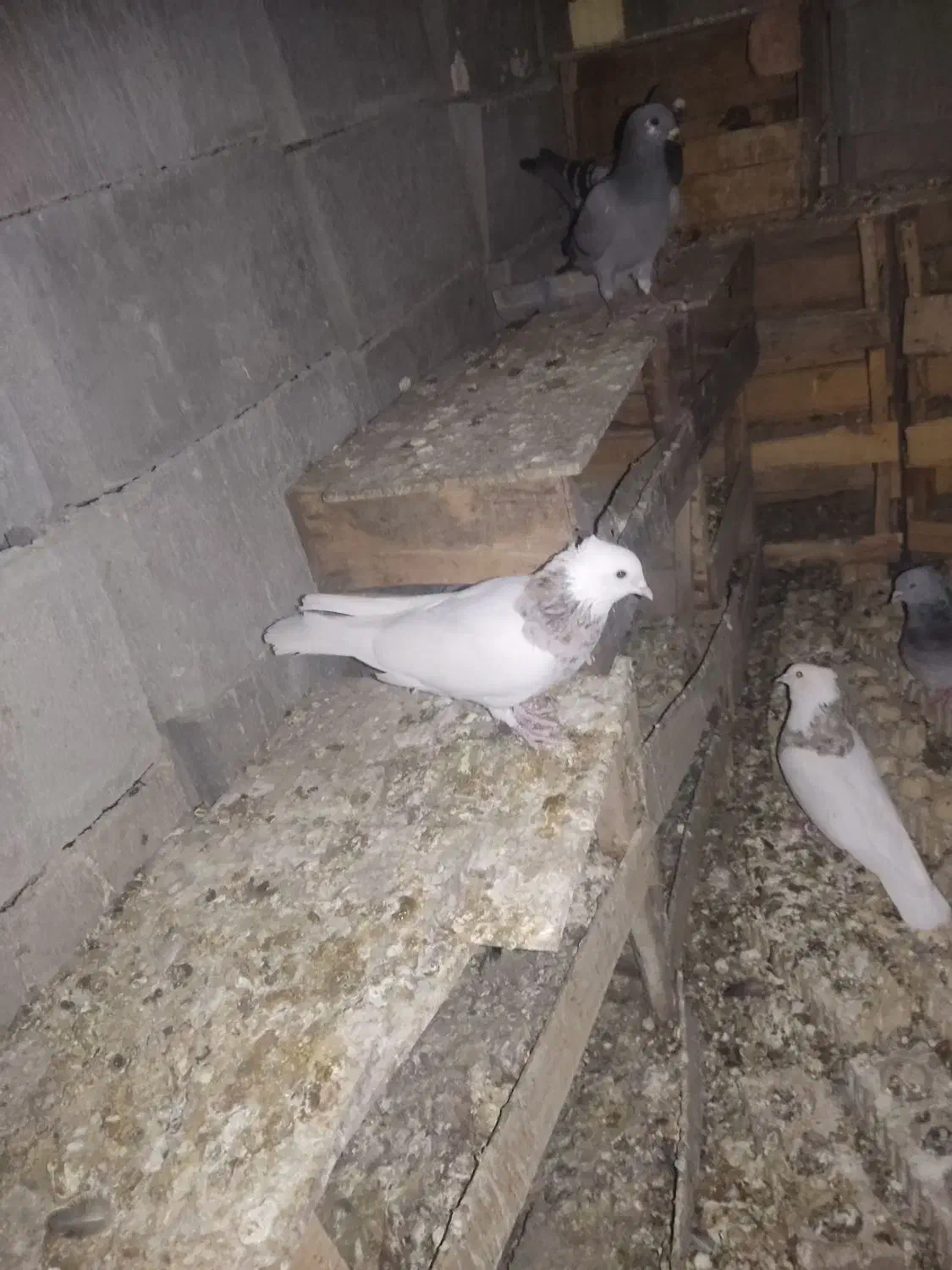 فروش کبوتر رنگی وپلاکی|پرنده|بهبهان, |دیوار