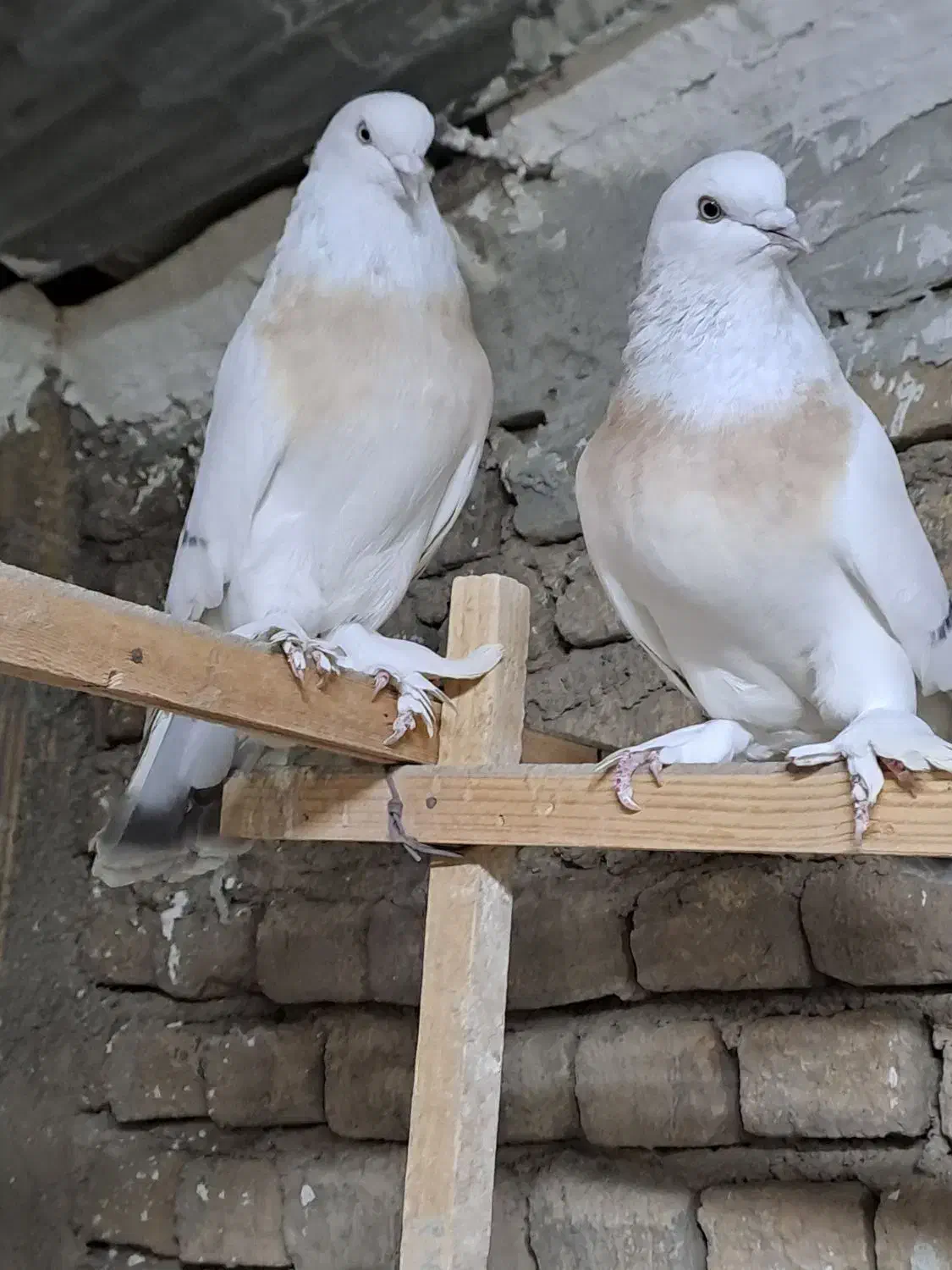 کفتر ترکیه ای عروسک|پرنده|باقرشهر, |دیوار