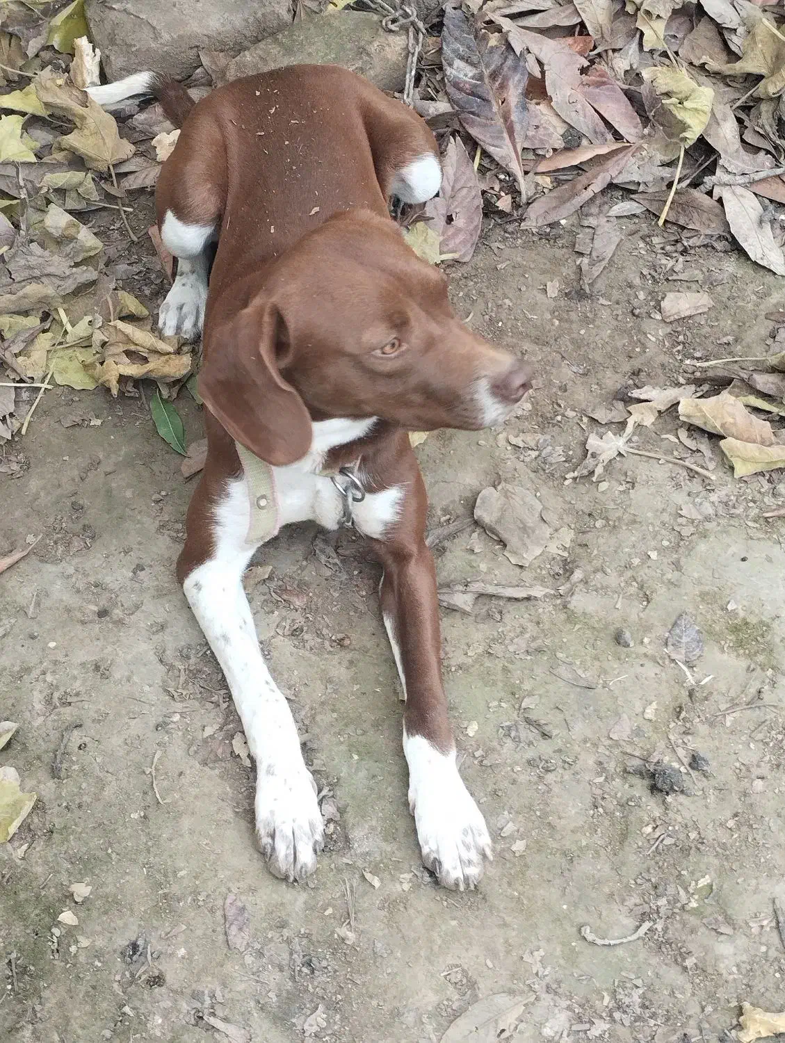 دنبلان یاب حرفه ای|سگ|کلاله, |دیوار