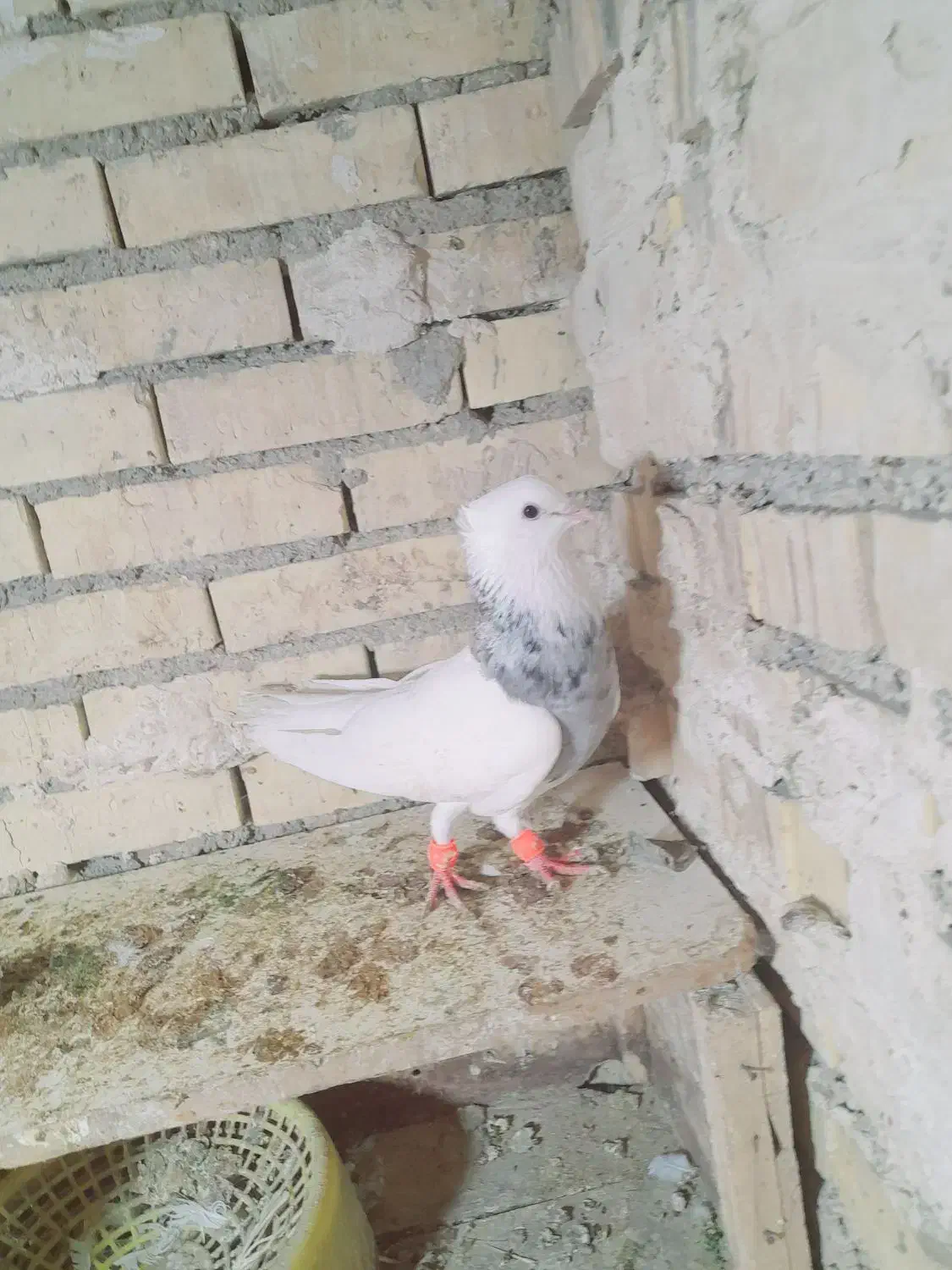 جفت طوقی هفت رنگ|پرنده|رامشیر, |دیوار