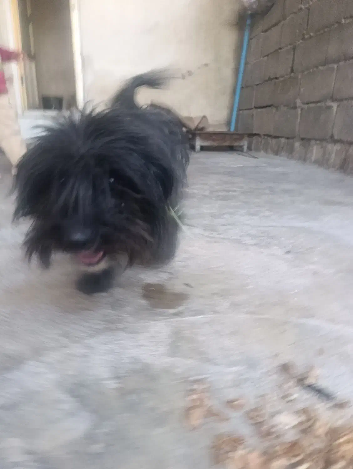 معافظه باقابلمه|سگ|یاسوج, |دیوار