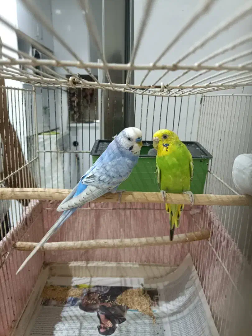 مرغ عشق|پرنده|رشت, دیانتی|دیوار