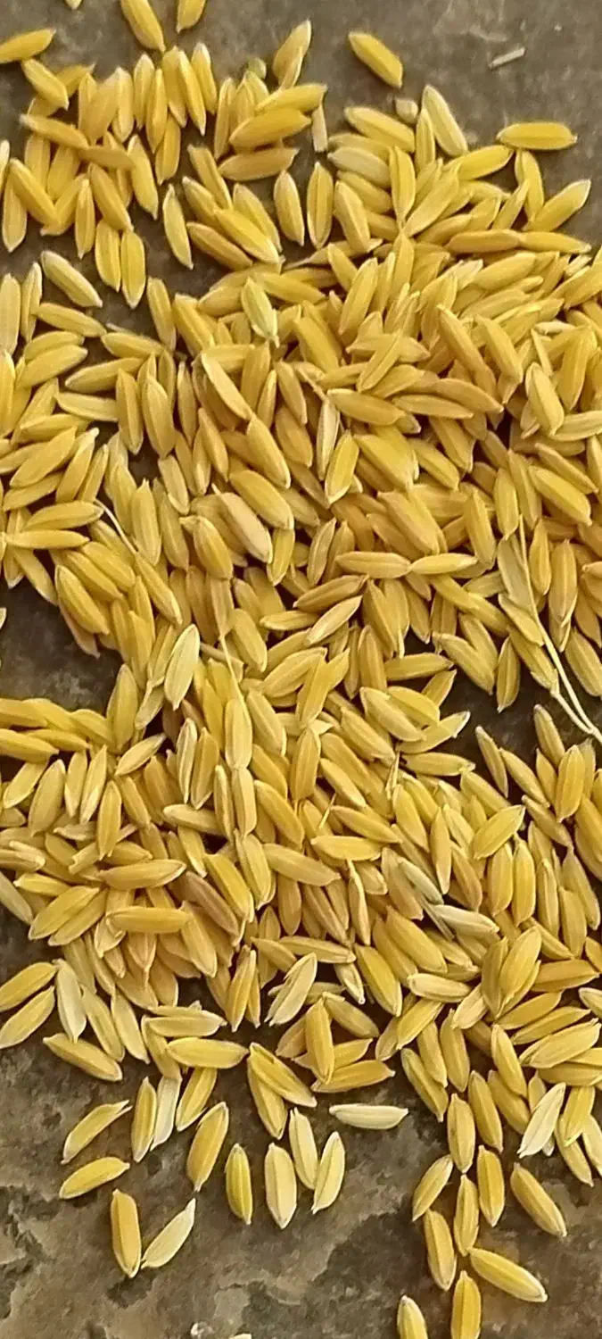 کری چلتوک لنجان عطر بو عالی  بهترین کفیت پرمغز|خوردنی و آشامیدنی|لنجان, |دیوار