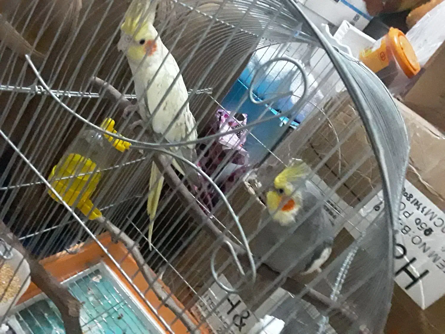 گمشده  پرنده|حیوانات|فسا, |دیوار