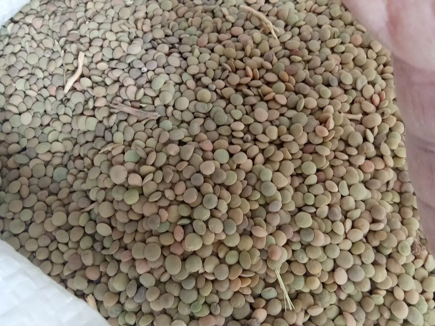 عدس|خوردنی و آشامیدنی|قیدار, |دیوار