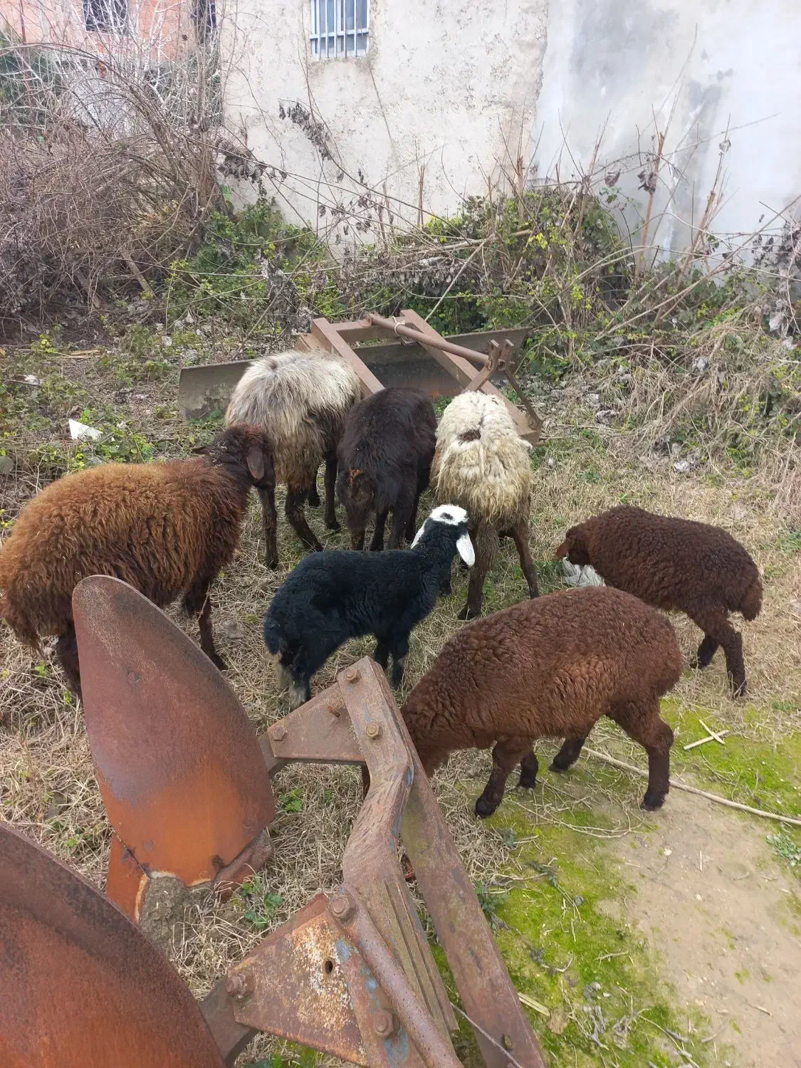 گوسفند فروشی|حیوانات مزرعه|بهشهر, |دیوار