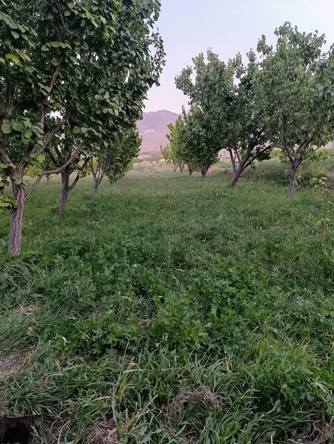 باغ 2200 متری سریک|فروش دفتر صنعتی، کشاورزی، تجاری|ماهنشان, |دیوار