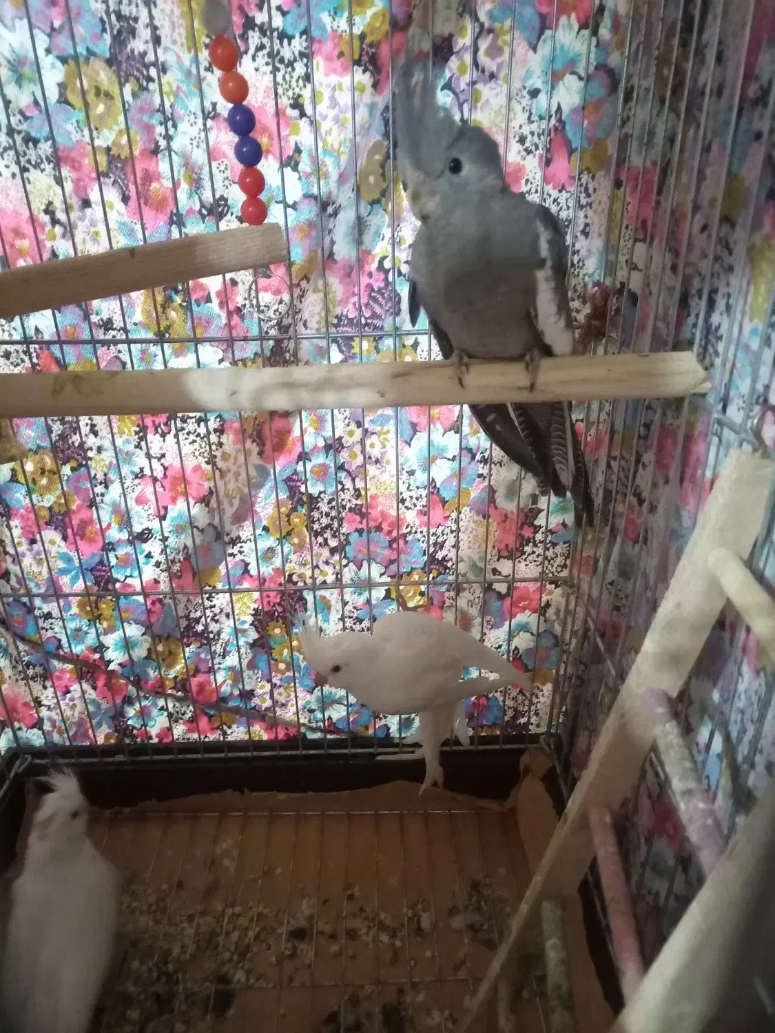 عروس البینو وایت فیس|پرنده|مراغه, |دیوار