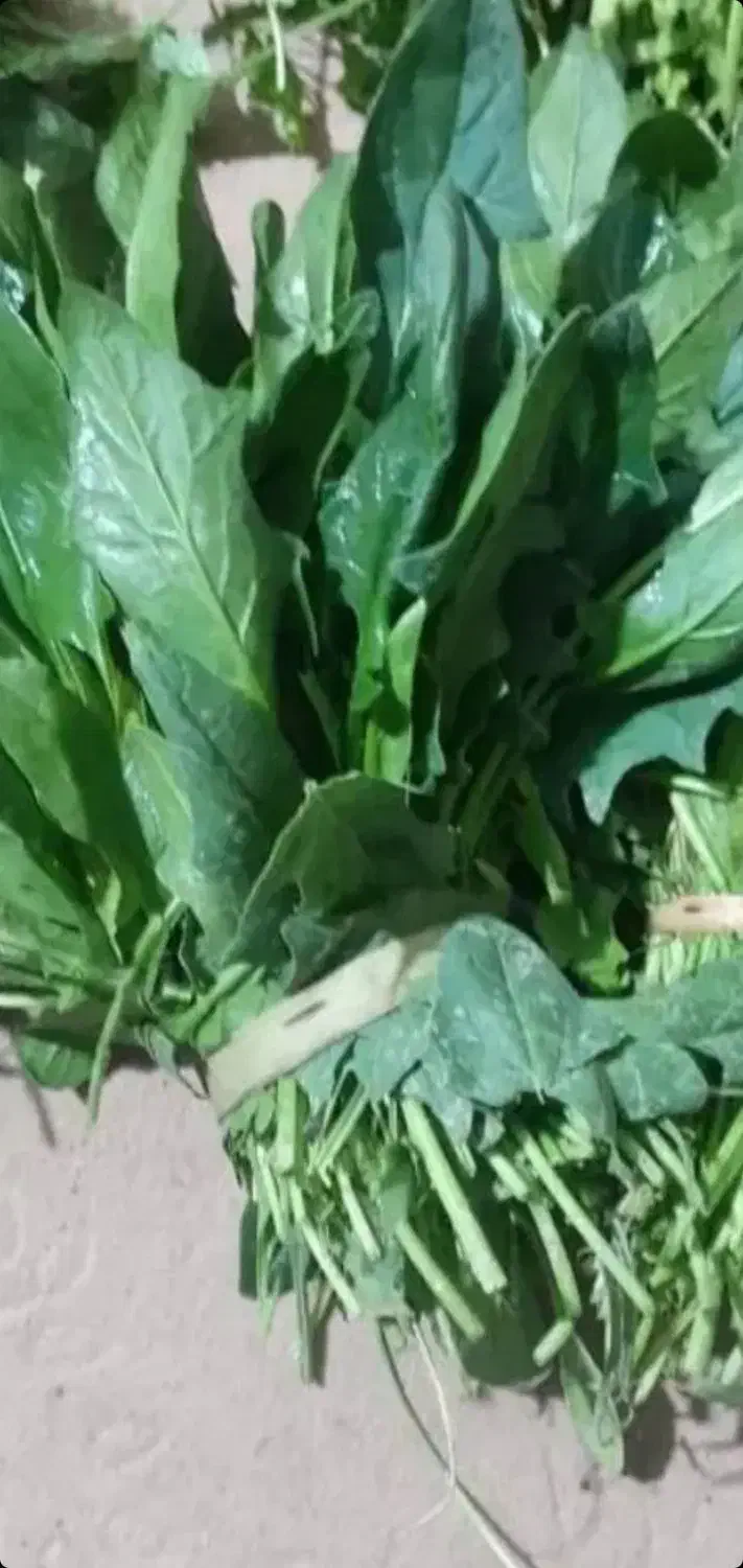 سبزی خورشی و آشی|خوردنی و آشامیدنی|مسجد سلیمان, |دیوار