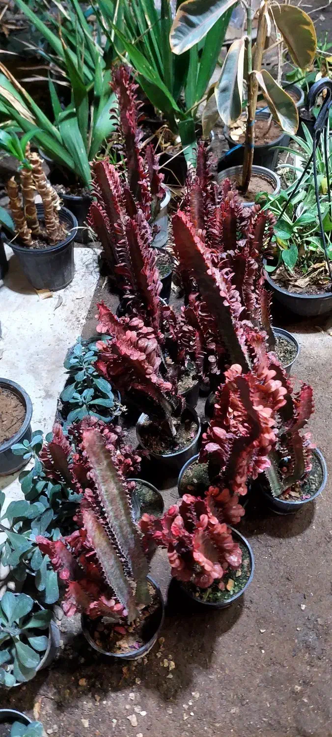 گل افوربیا گندمی|گل و گیاه طبیعی|قم, خداکرم|دیوار